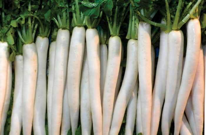 RADISH SAMAG HILL QUEEN